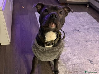 Staffordshire Bull Terrier dogs for sale - Advert 1