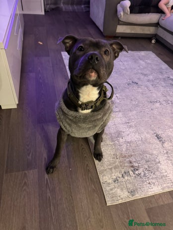 Staffordshire Bull Terrier dogs - Advert 10