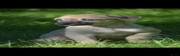 Lurcher dogs for sale: Both working an family lurcher pups - Advert 13