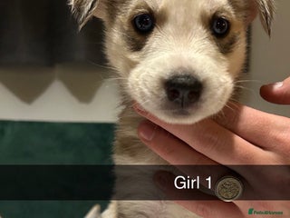 Siberian Husky dogs - Advert 6