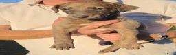Lurcher dogs for sale: Lovely Lurcher Puppies - Advert 8