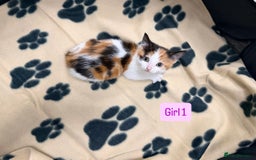 Mixed Breed cats for sale: 5 kittens available  - Image 3