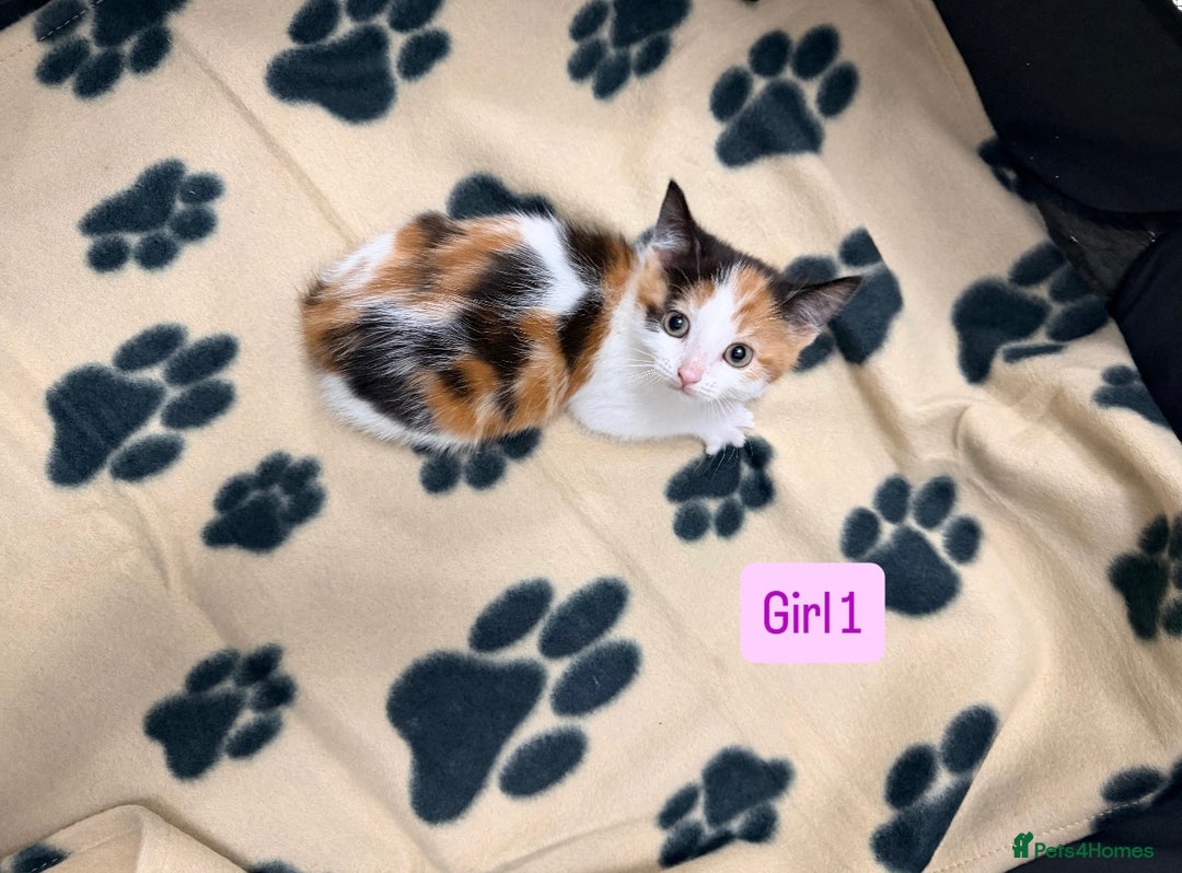 Mixed Breed cats for sale: 5 kittens available  - Image 3