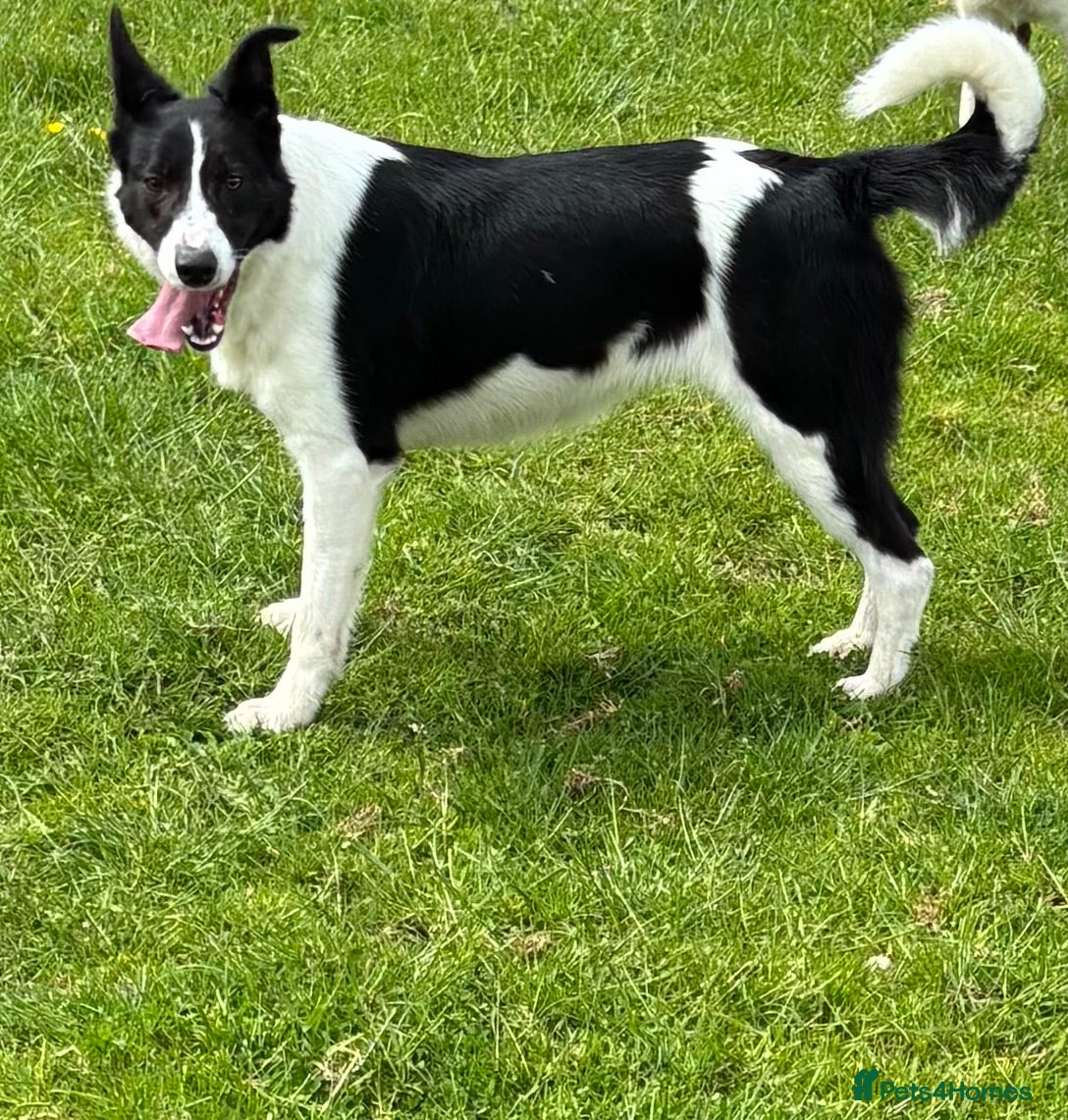 Border Collie dogs Border Collie for sale - Advert 2