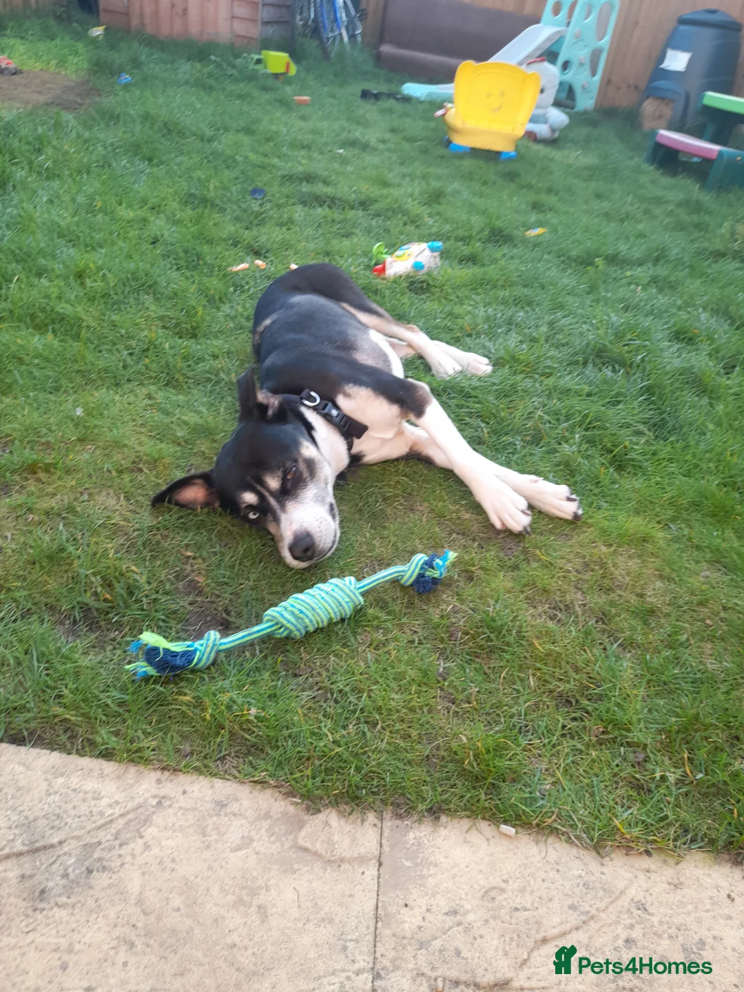 Mixed Breed dogs for sale: Hollie in Pershore - Advert 7