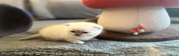 British Shorthair cats for sale: BEAUTIFUL SCOTTISH FOLD × BRITISH SHORTHAIR GIRLS - Advert 9