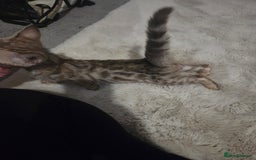 Bengal cats for sale:  1 stunning male bengal kitten (reduced price) - Image 15
