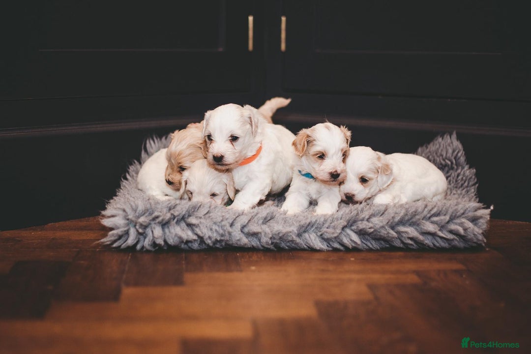Maltipoo dogs for sale: BEST IN CLASS - F2 MALTIPOO PUPPIES - Advert 6