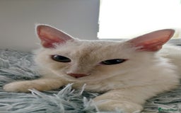 LaPerm cats for sale: Lilac point longhaired curly LaPerm kitten - Image 22