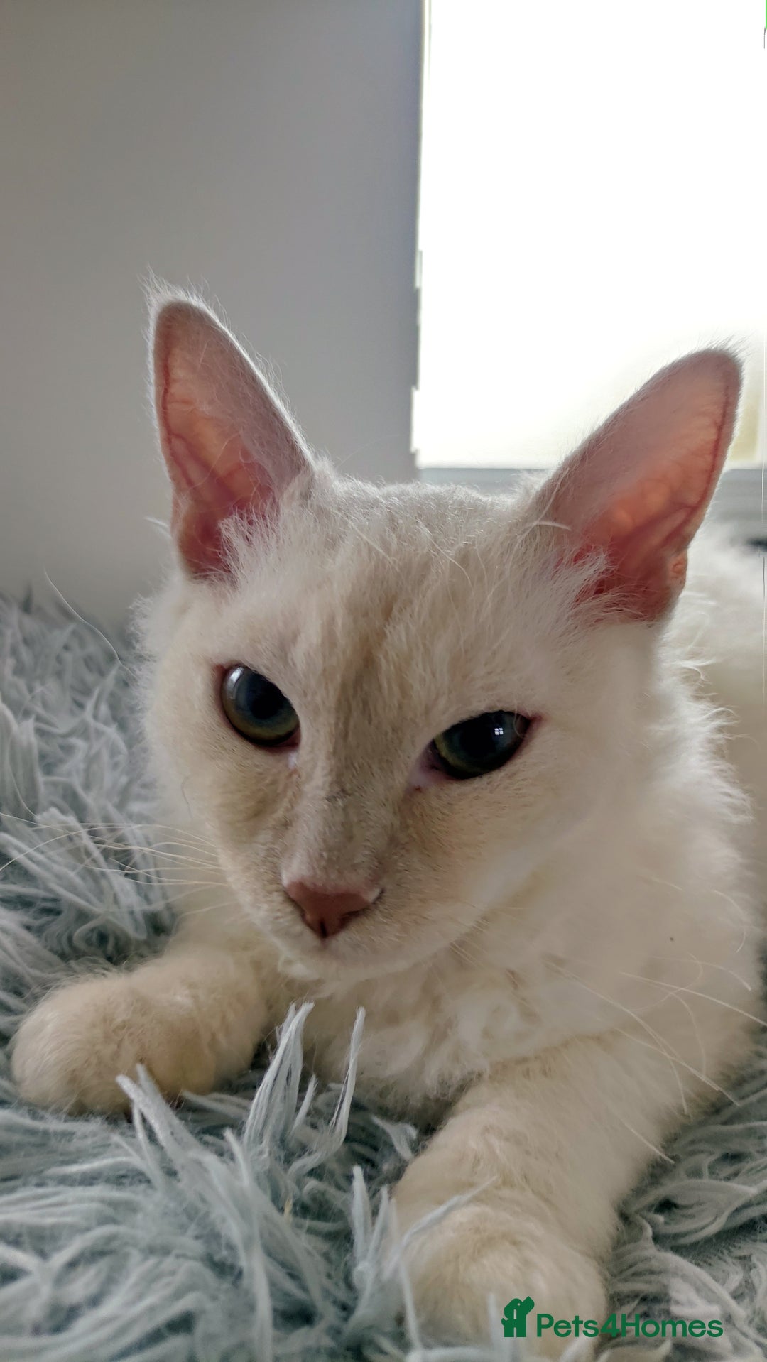 LaPerm cats for sale: Lilac point longhaired curly LaPerm kitten - Image 22