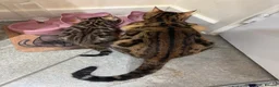 Bengal cats for sale: Bengal Kitten Boy in Northampton - Advert 8