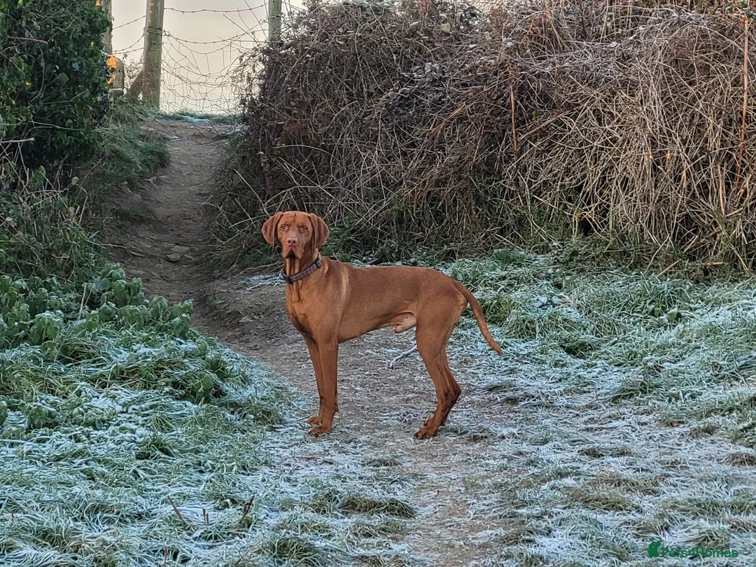 Hungarian Vizsla dogs for stud: PROVEN!!!championship blood line!!!! ❤️ in Llantwit Major - Advert 28