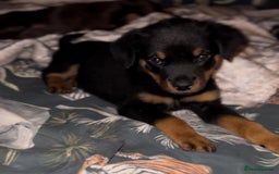 Rottweiler dogs for sale: LAST PUP  - Image 11