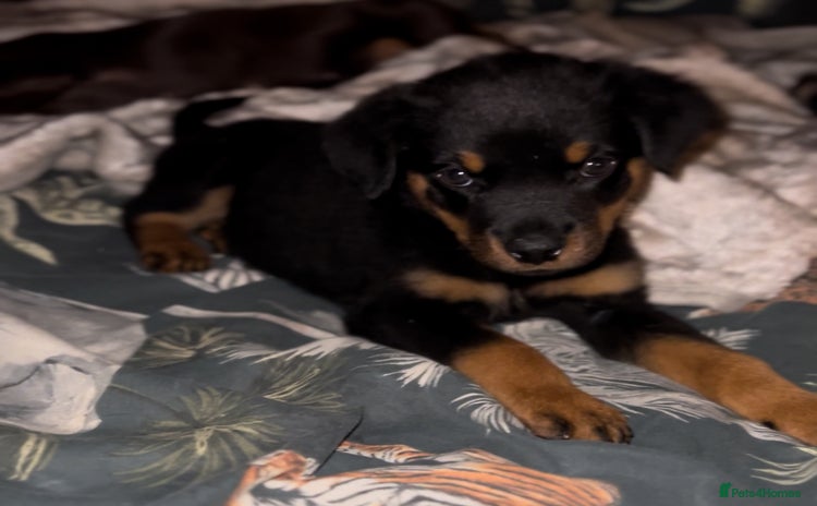 Rottweiler dogs - Advert 6
