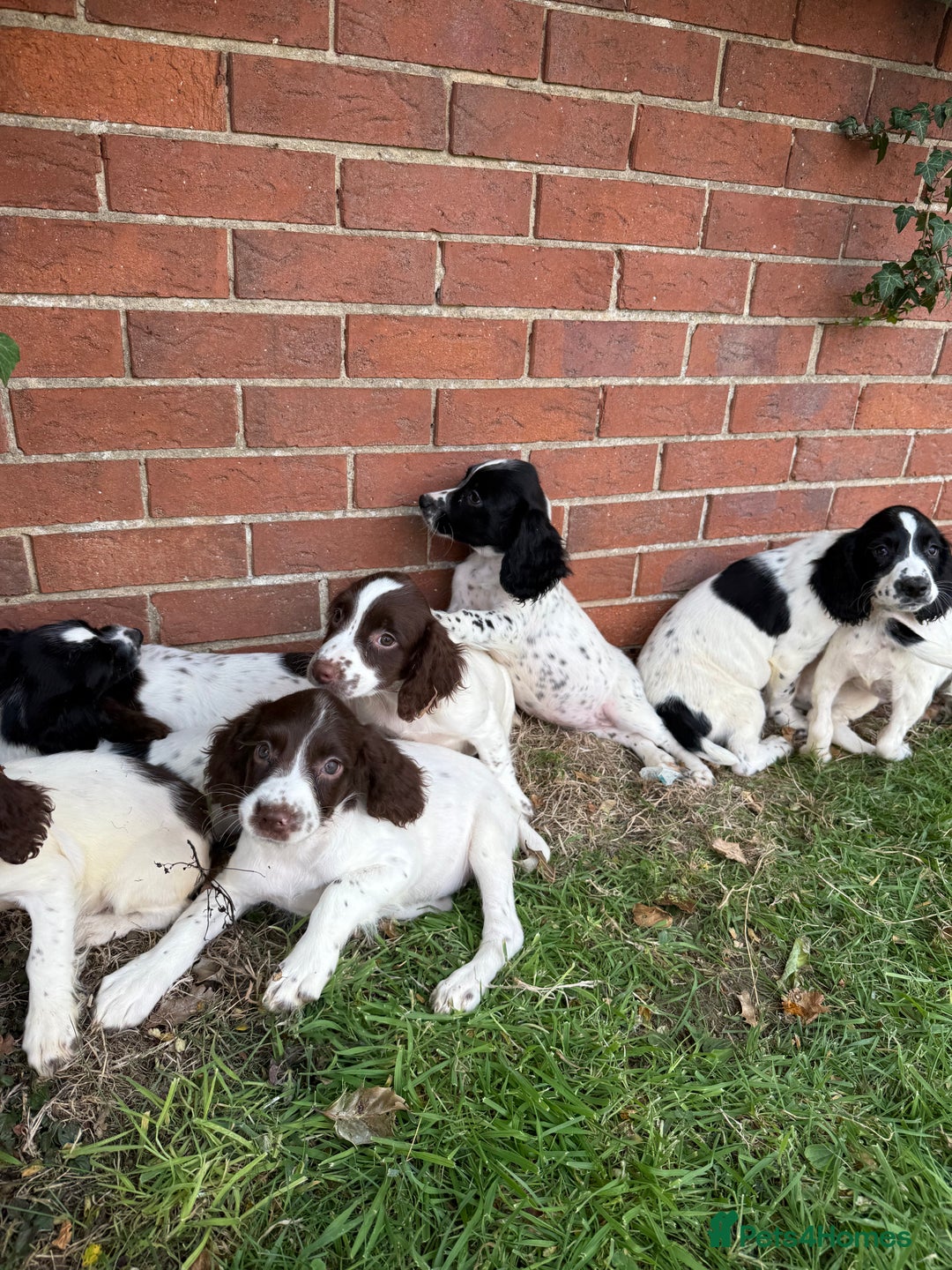 English Springer Spaniel dogs for sale: SIRED by IR FTCH Broomfield Abel of Sliabh - Image 7