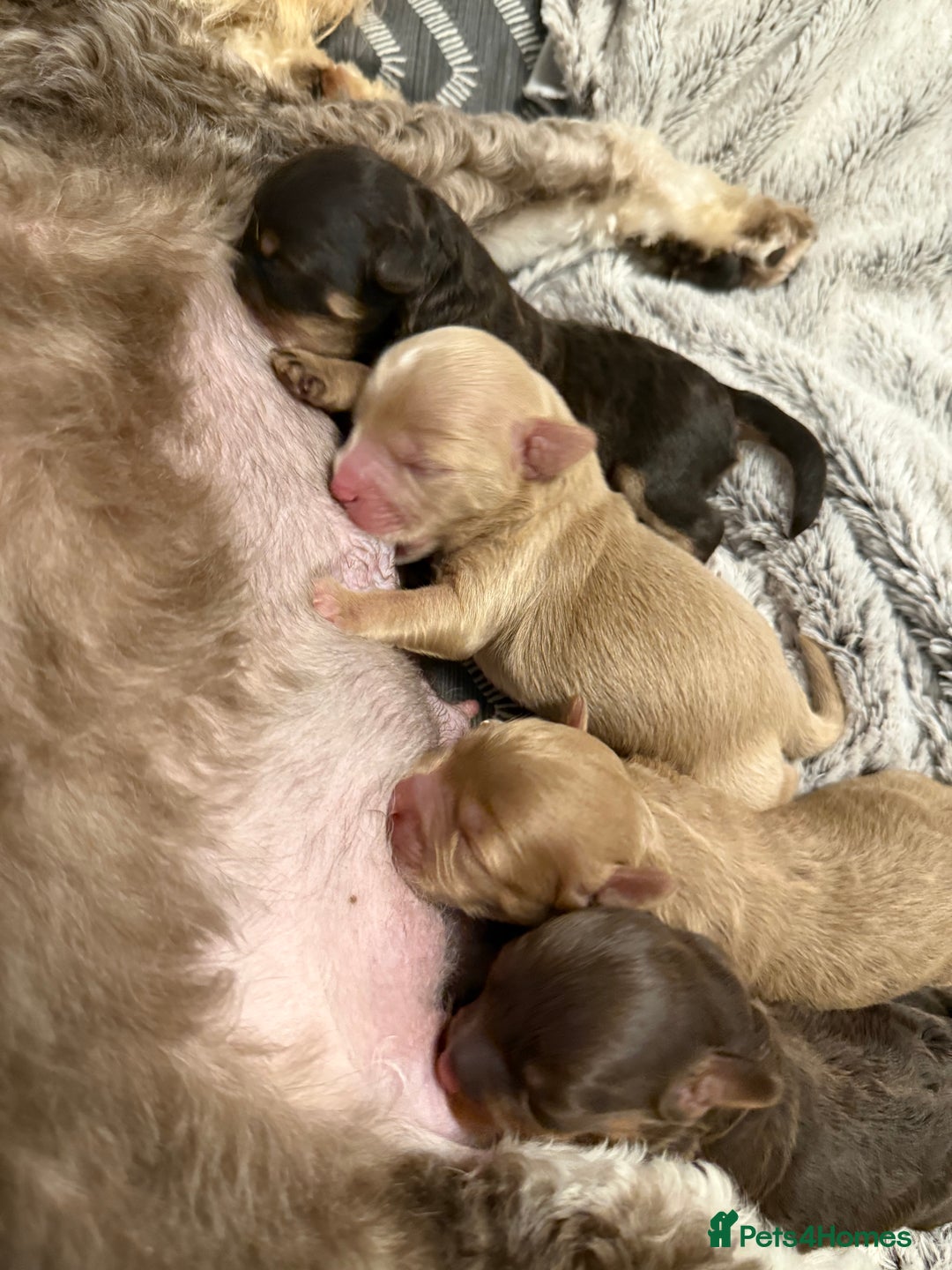 Mixed Breed dogs for sale: OUTSTANDING COLOURED TOY SCHNOODLES DNA CLEAR  - Advert 1