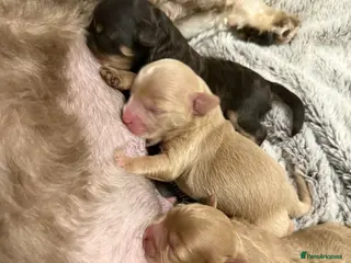 Schnoodle dogs OUTSTANDING COLOURED TOY SCHNOODLES DNA CLEAR - Advert 4