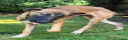Mixed Breed dogs for sale: Adopt Hector 7 month old in foster in Hampshire - Advert 2