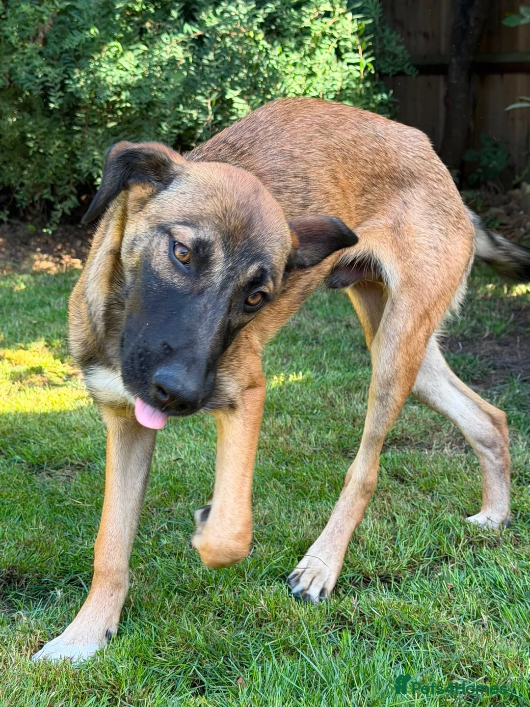 Mixed Breed dogs for sale: Adopt Hector 7 month old in foster in Hampshire - Advert 2