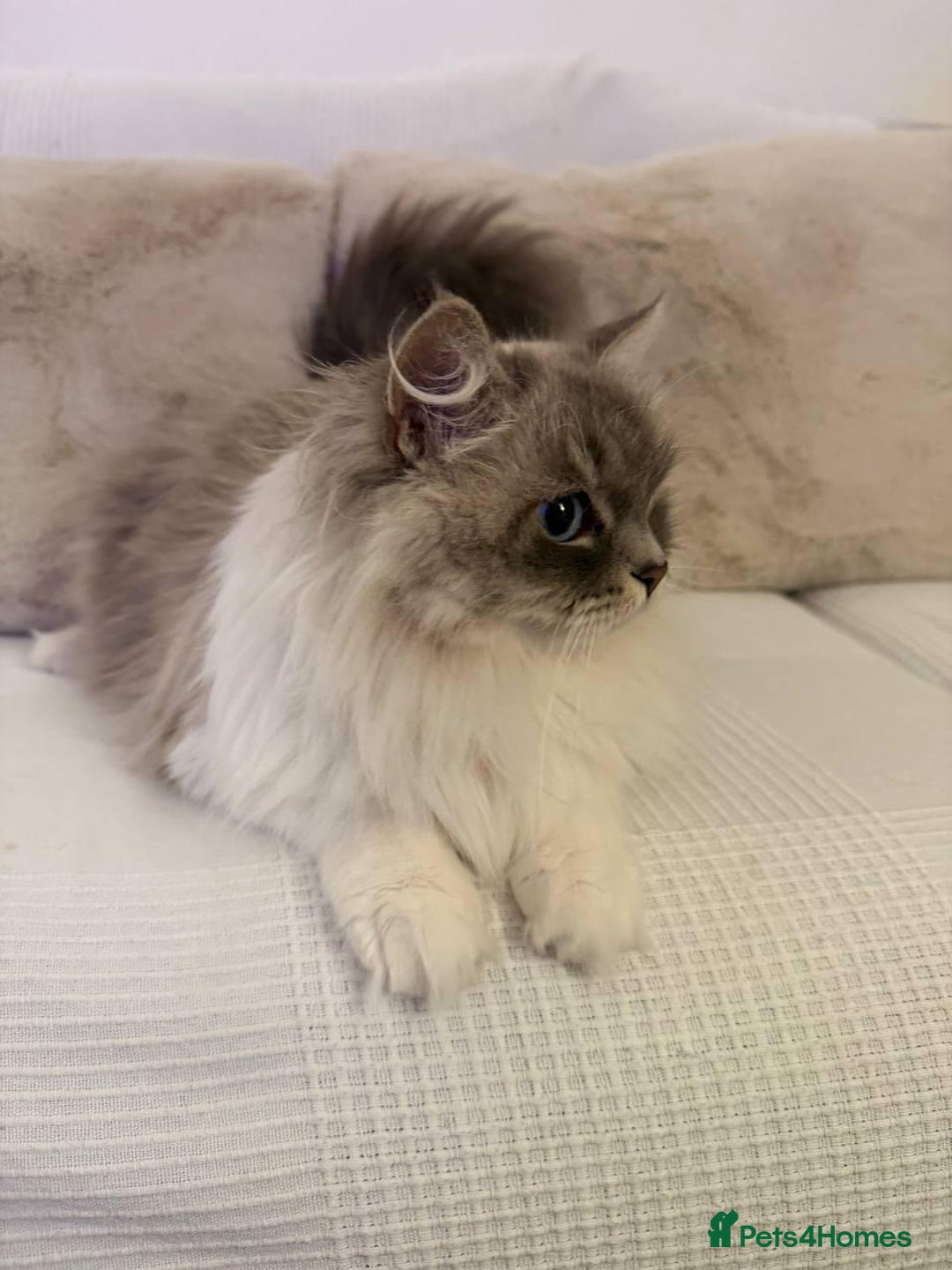 Siberian cats for sale: Rare Siberian Cats Available😻💯 - Advert 20