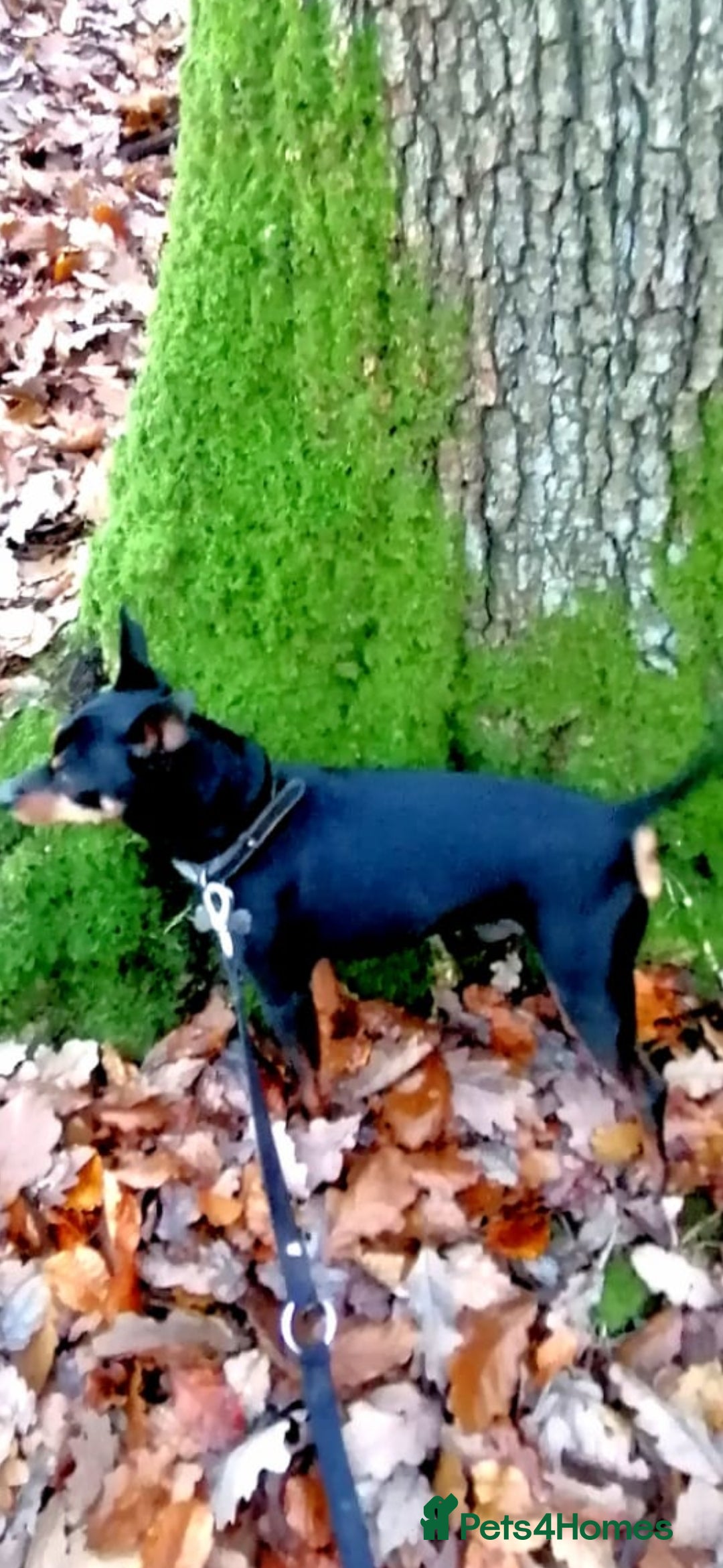 Miniature Pinscher dogs for stud: Male mini pinscher available for stud - Image 5