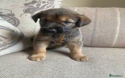 Mixed Breed dogs for sale: Cane corso X Alaskan malamute surprise litter  - Image 12