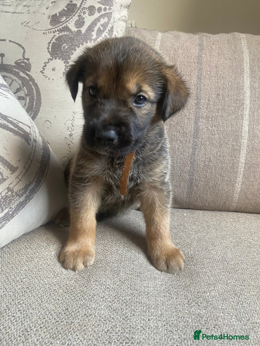 Mixed Breed dogs for sale: Cane corso X Alaskan malamute surprise litter  - Image 12