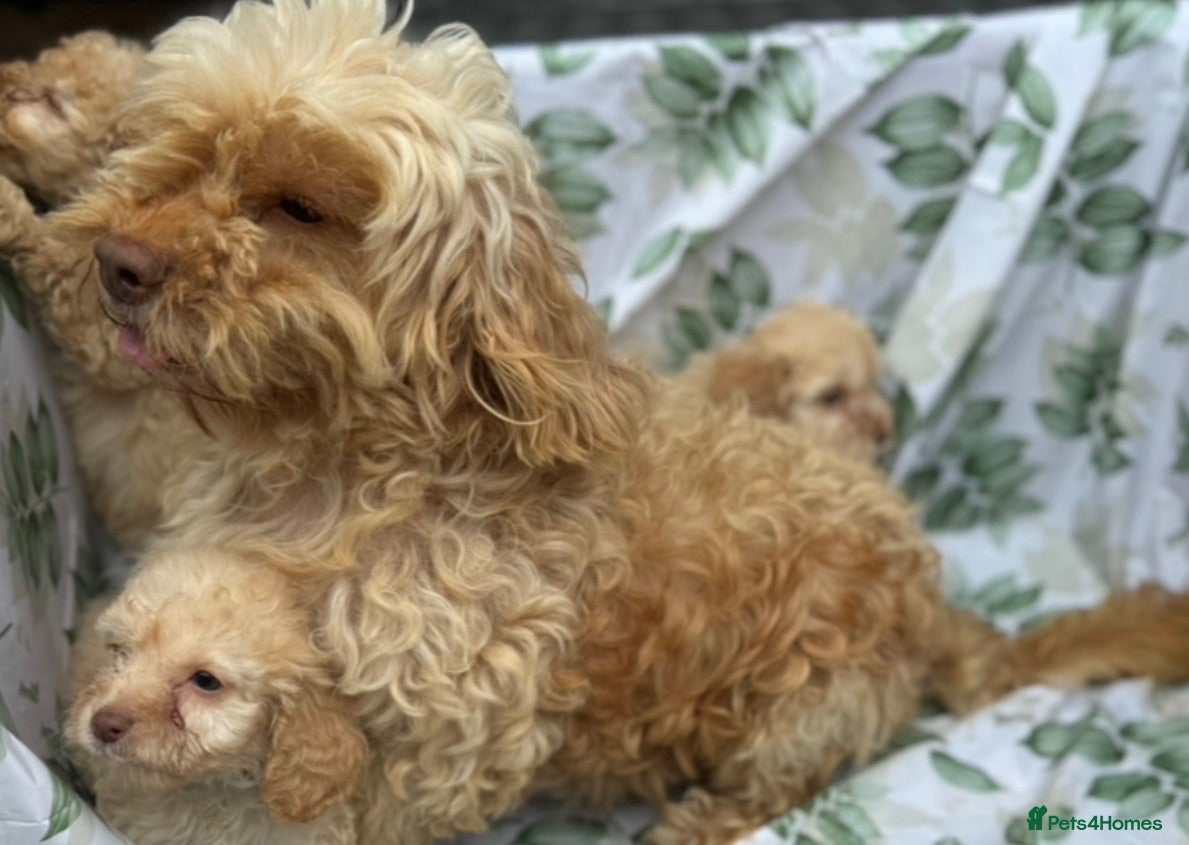 Cockapoo dogs TOY COCKAPOO PUPPIES FOR SALE  🐾 - Advert 2