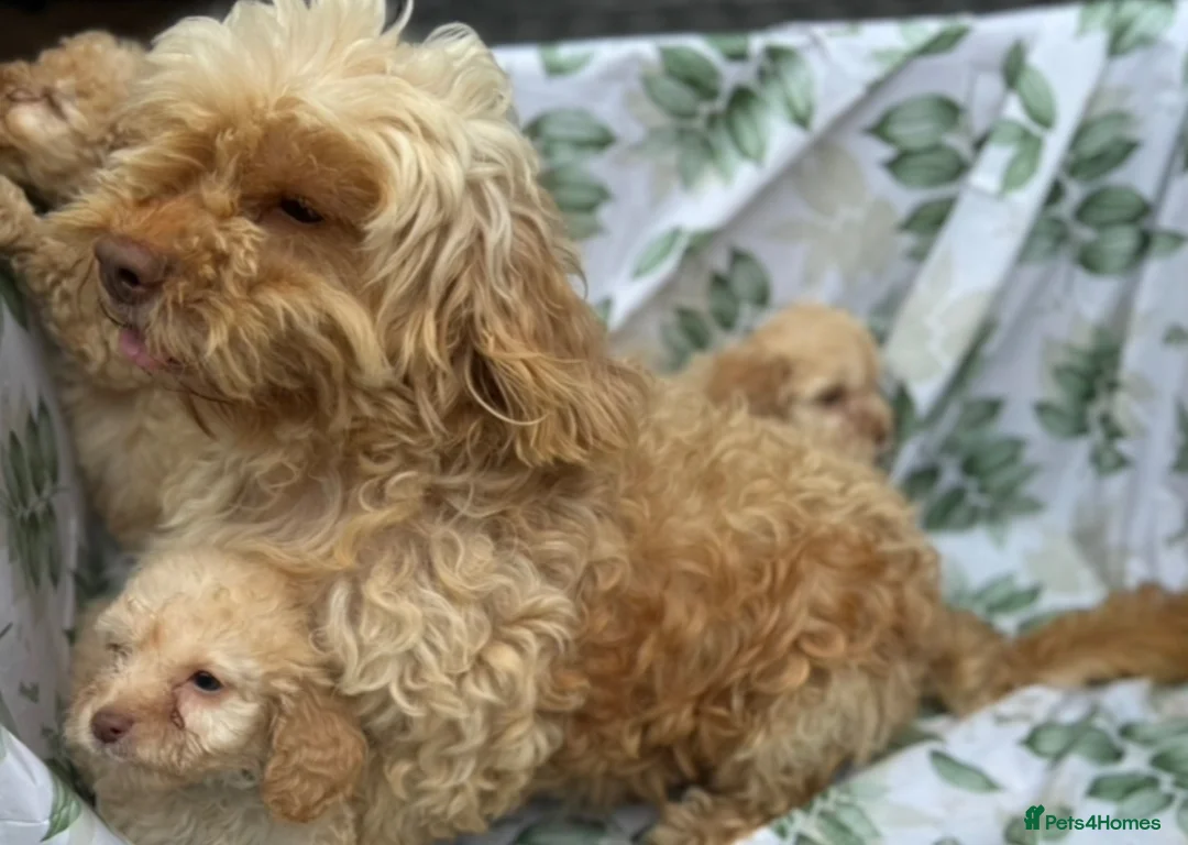 Cockapoo dogs for sale: TOY COCKAPOO PUPPIES FOR SALE  🐾 - Advert 2