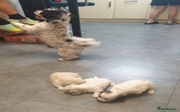 Bichon Frise dogs for sale: Bishon poppy's available  - Image 16