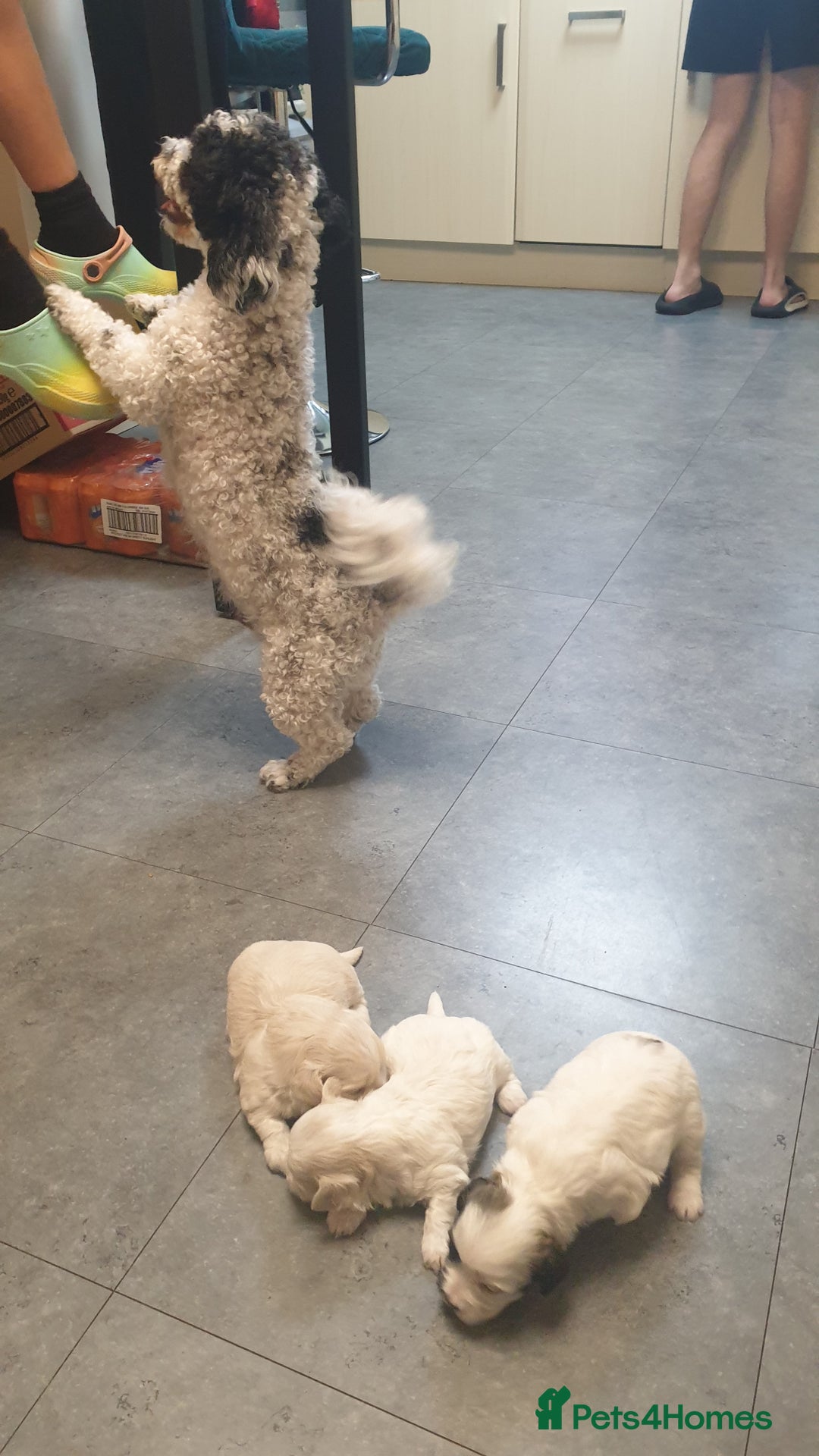 Bichon Frise dogs for sale: Bishon poppy's available  - Image 16