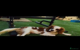 Cavalier King Charles Spaniel dogs for sale: Beautiful Kc Cavalier king charles  - Image 7