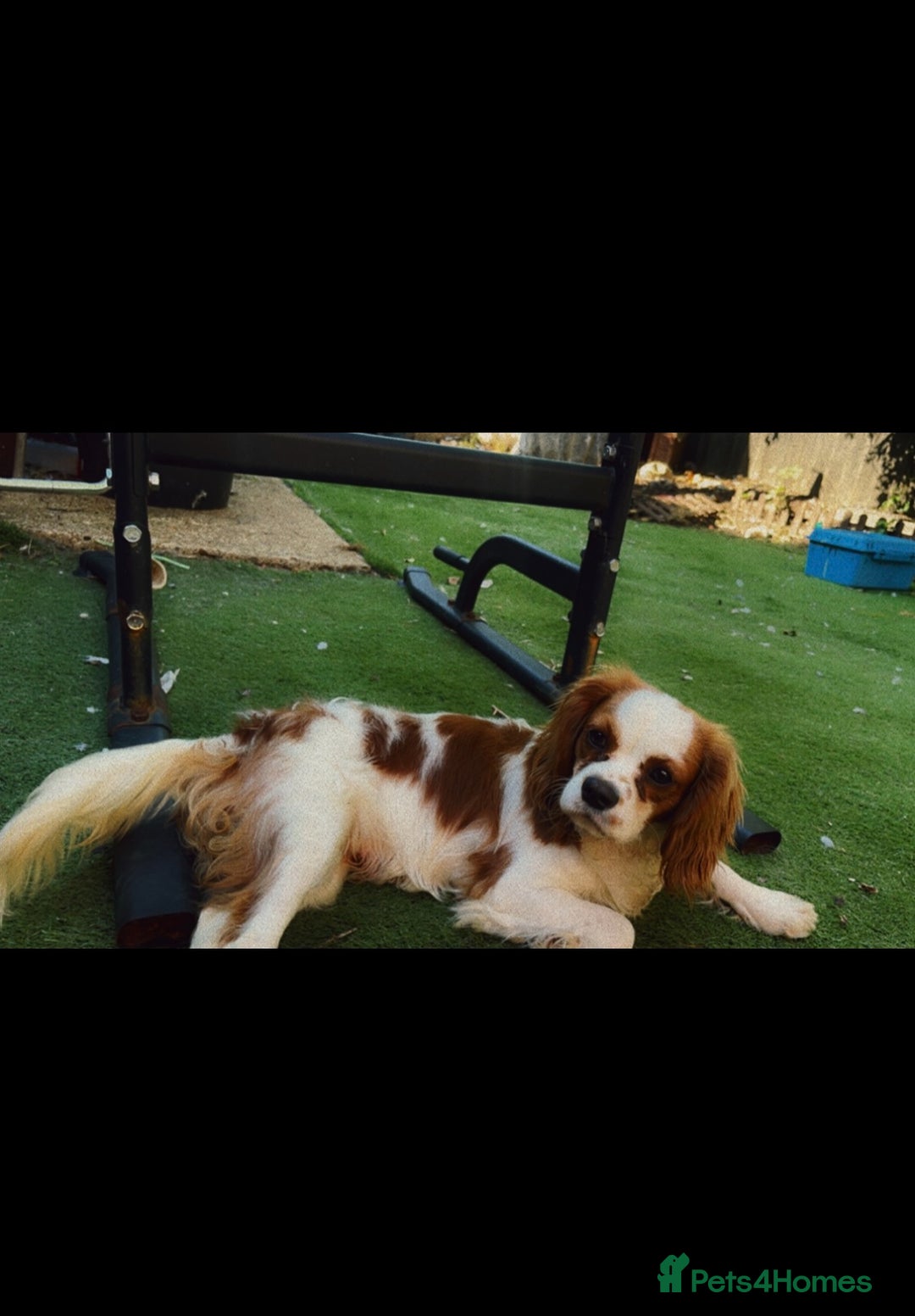 Cavalier King Charles Spaniel dogs for sale: Beautiful Kc Cavalier king charles  - Image 7