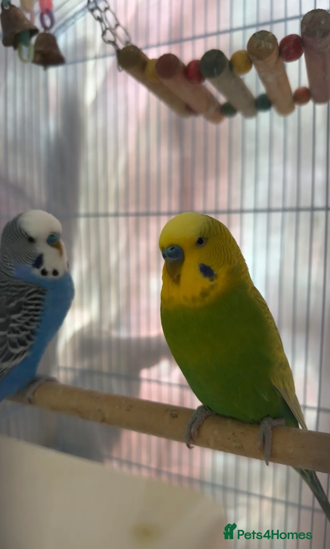 Budgerigars birds for sale: Budgies for sale!! - Advert 2