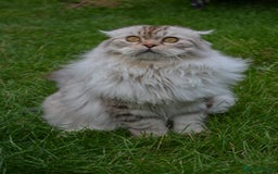 Scottish Fold cats for sale: The sweetest Folded ear boy on the world😻❤️ in Grimsby - Image 1