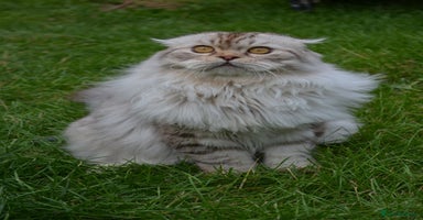 Scottish Fold cats in Grimsby - Advert 14