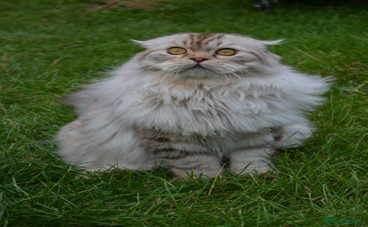 Scottish Fold cats in Grimsby - Advert 1