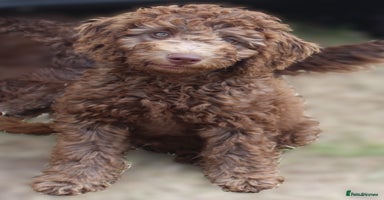 Labradoodle dogs - Advert 4