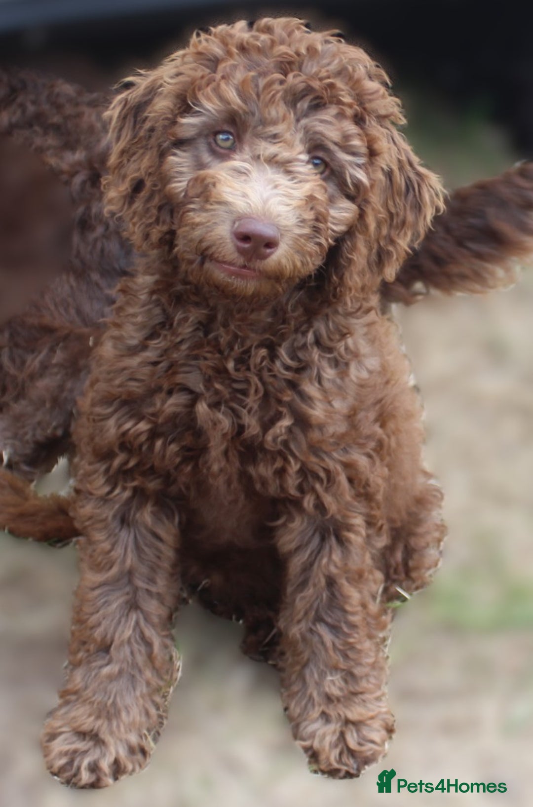 Labradoodle dogs for sale: 🌈The work has been done , choose your breeder 🌈 - Image 5