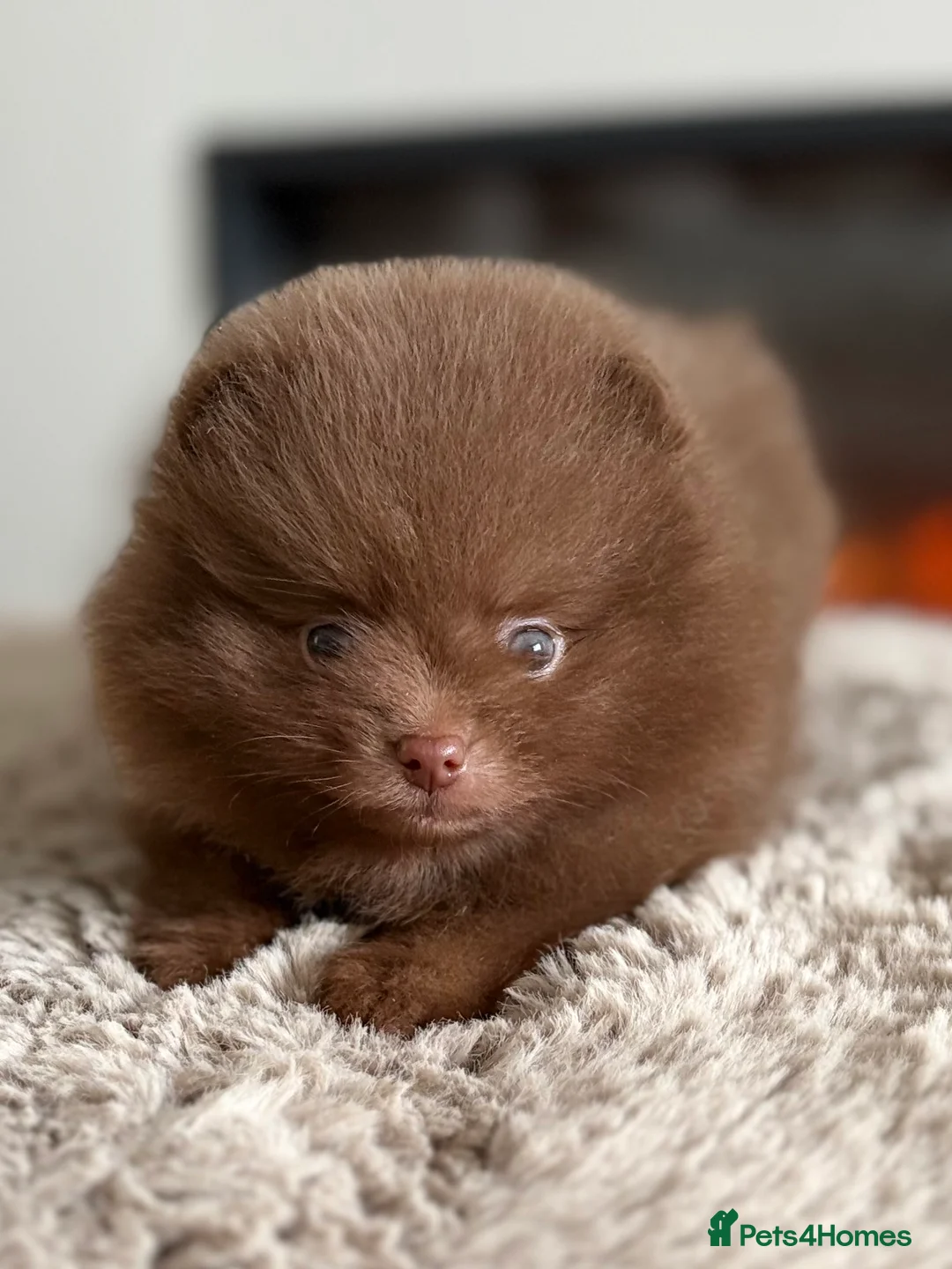 Pomeranian dogs for sale: True type Pomeranian puppy’s KC 🐾🤎🥰🤩🐾 - Advert 22