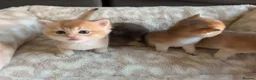 British Shorthair cats for sale: TICA Registered British Shorthair Golden Kittens - Advert 25
