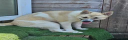 Mixed Breed dogs for sale: Malamute/akita  cross  - Advert 3