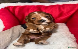 Cavapoo dogs for sale: 🐾 Tiny F1 Cavapoo Puppies – 3 Girls & 1 Boy! 🐾 - Image 14