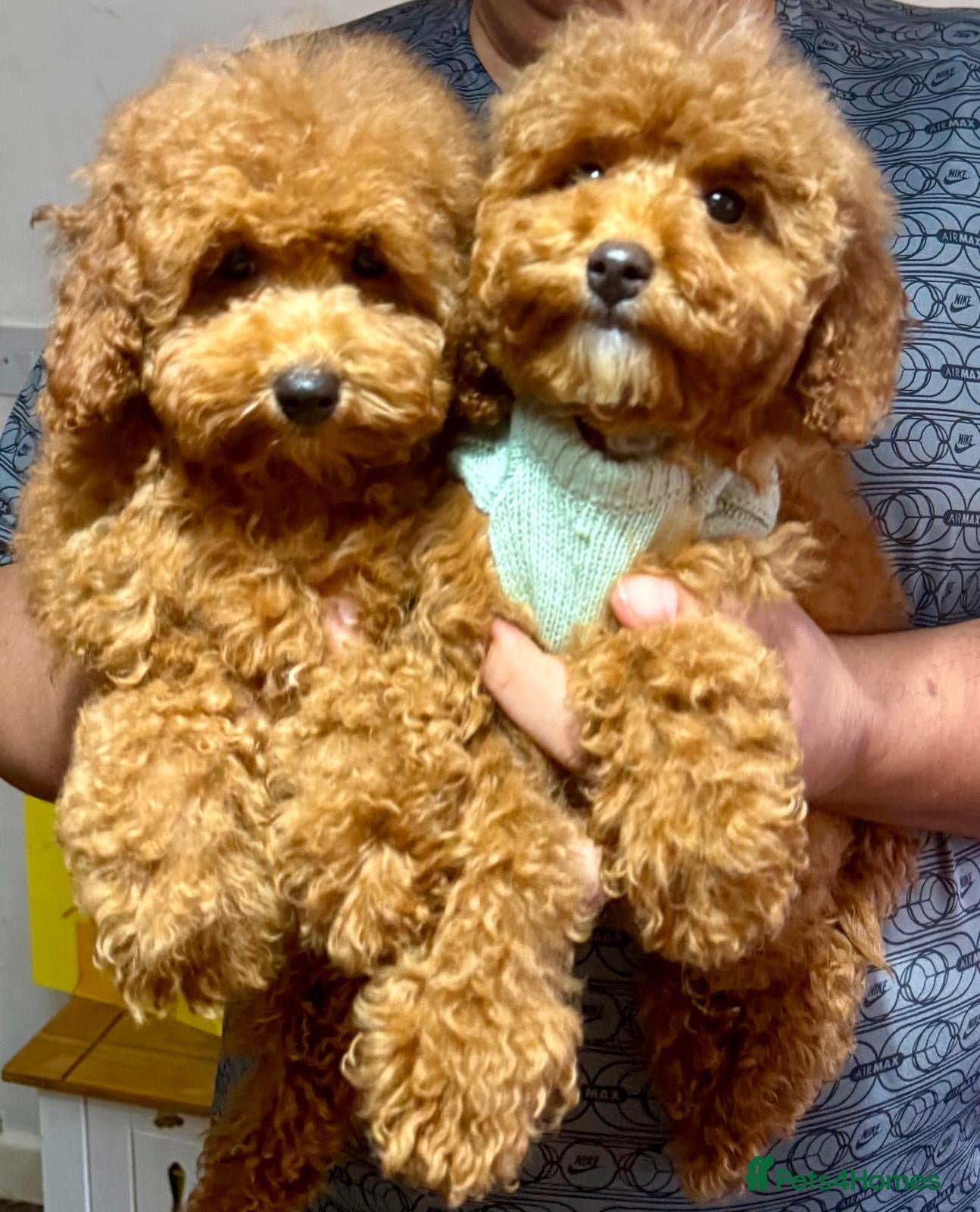 Maltipoo dogs STUNNING MALTIPOO GIRL READY NOW! - Advert 1