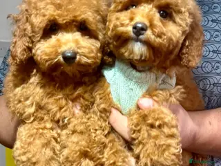 Maltipoo dogs STUNNING MALTIPOO GIRL READY NOW! - Advert 1