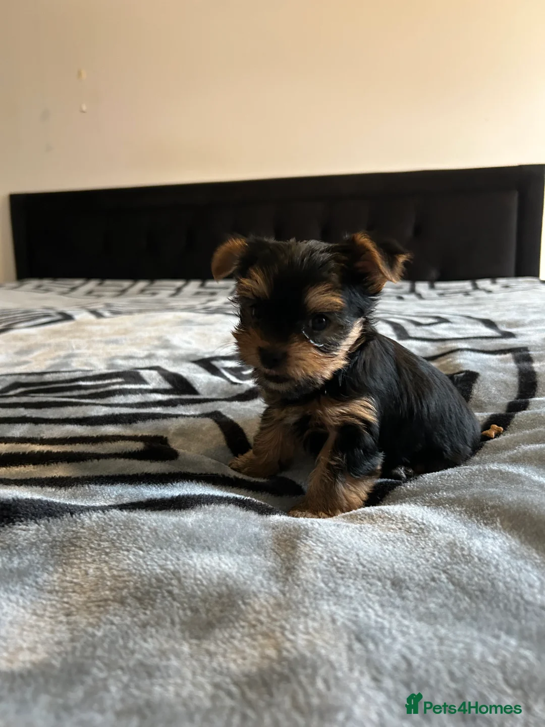Yorkshire Terrier dogs for sale: Litter of Yorkshire terriers for sale - Advert 9