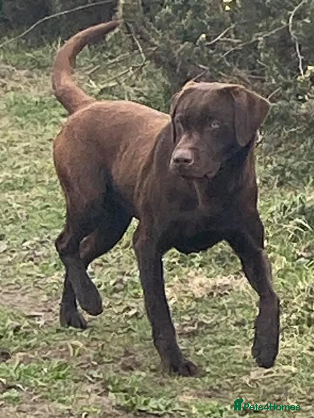 Labrador Retriever dogs for sale: Waiting list now open  - Advert 2