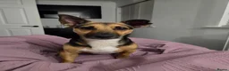 Jack Russell dogs for sale: Gus: Affectionate Jack Russell Seeks Loving Home - Advert 9