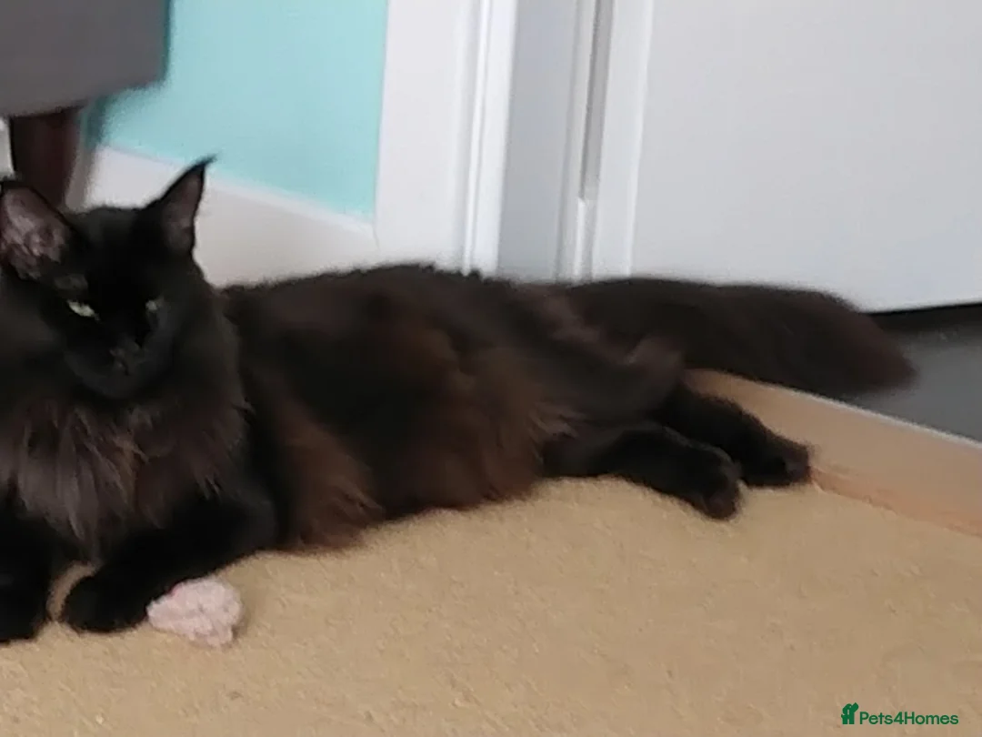Maine Coon cats for sale: Beautiful female maine coon  - Advert 4