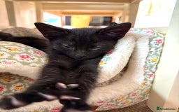 Mixed Breed cats for sale: 🐾 Adorable boy & girl 🐾 - Image 1